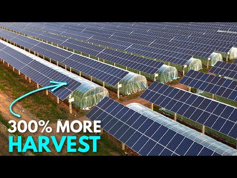 How Agri-Voltaics are Changing Agriculture | The Power of Solar Panels | EyeTech