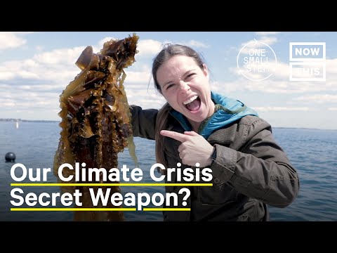 Can Seaweed Farming Reverse Climate Change? | One Small Step